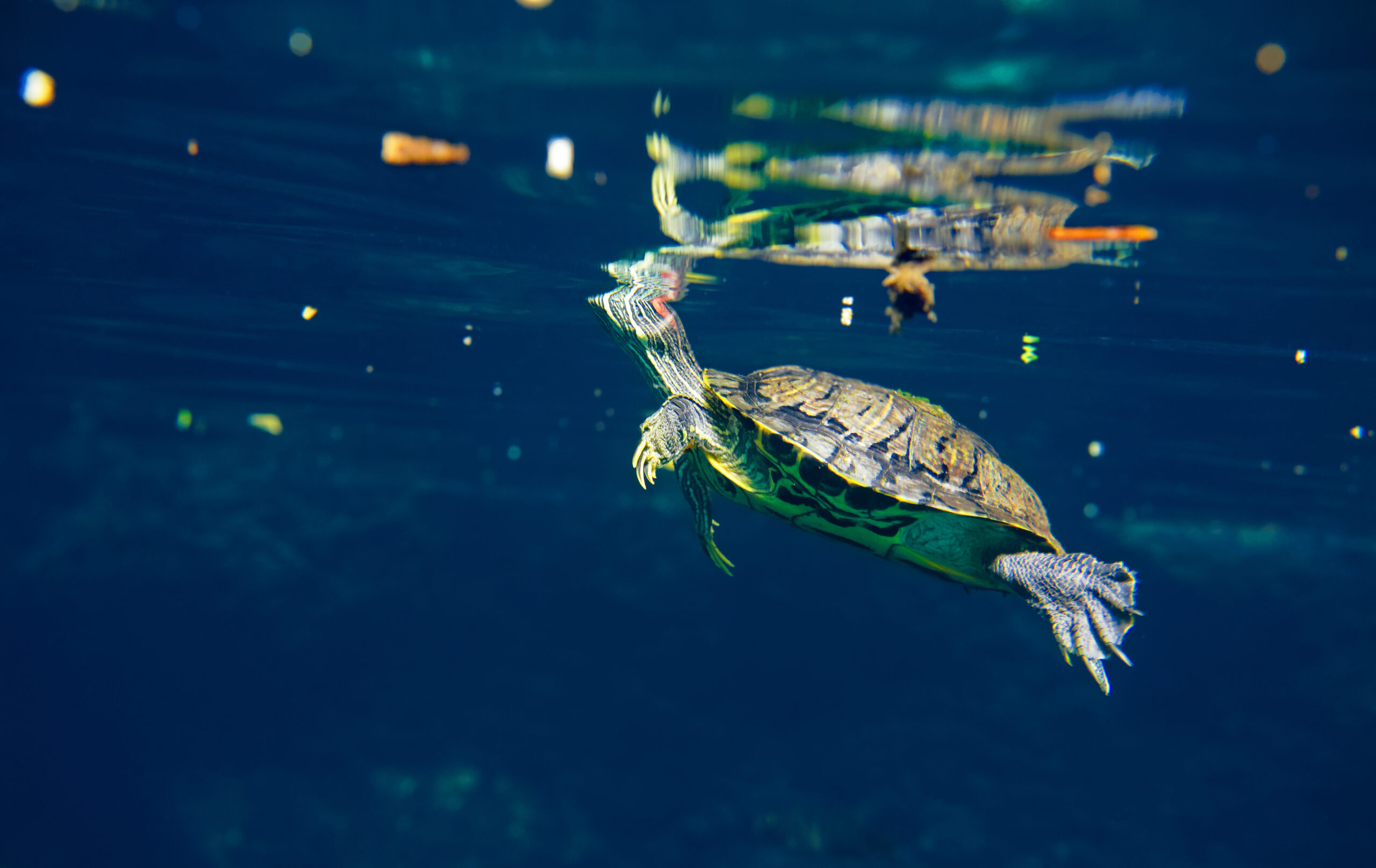 Novotel and WWF Join Forces: Loyalty Program Supports Ocean Conservation Efforts