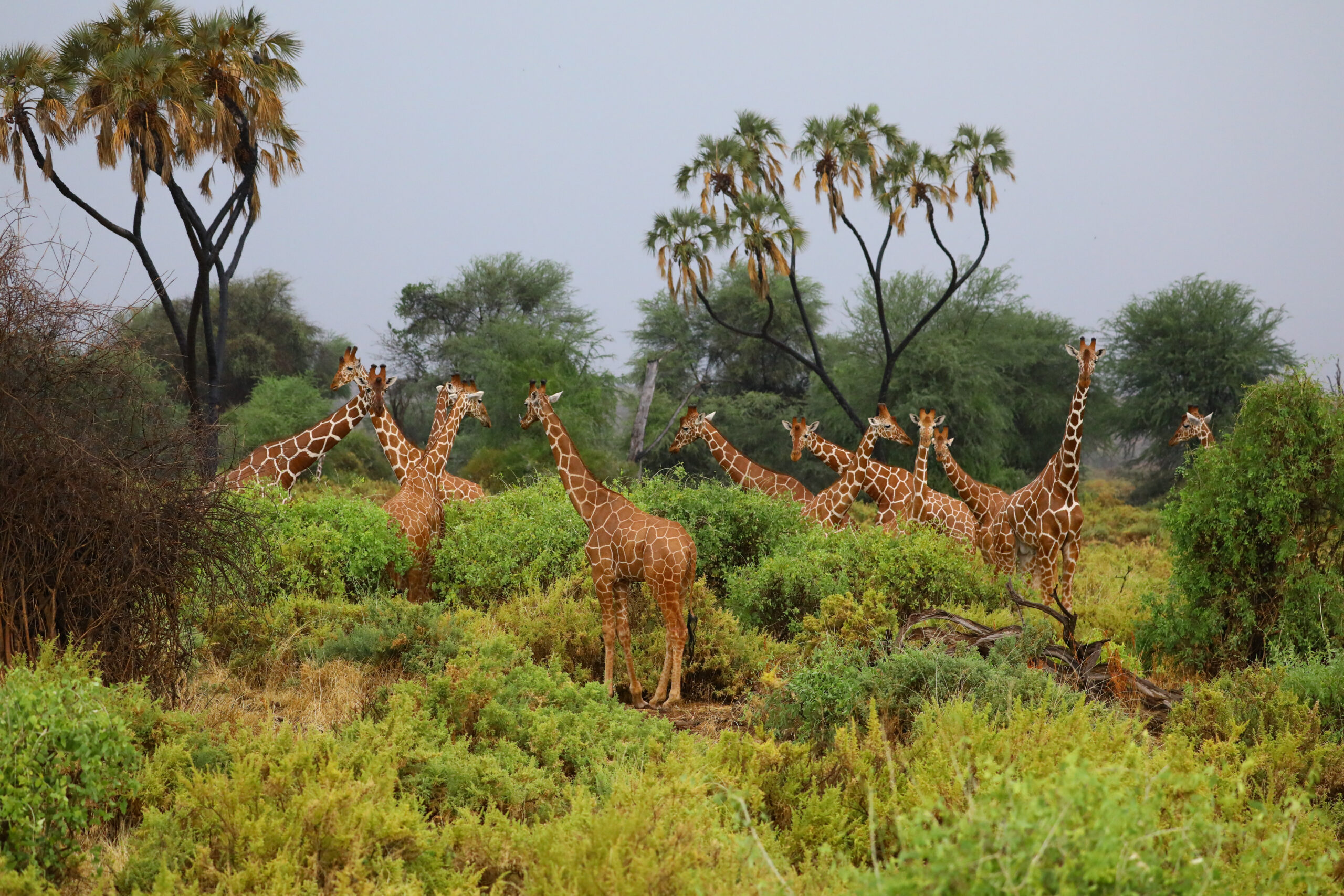 Taj Expands into South Africa with Three Luxury Lodges in Kruger National Park Taj Expands into South Africa with Three Luxury Lodges in Kruger National Park