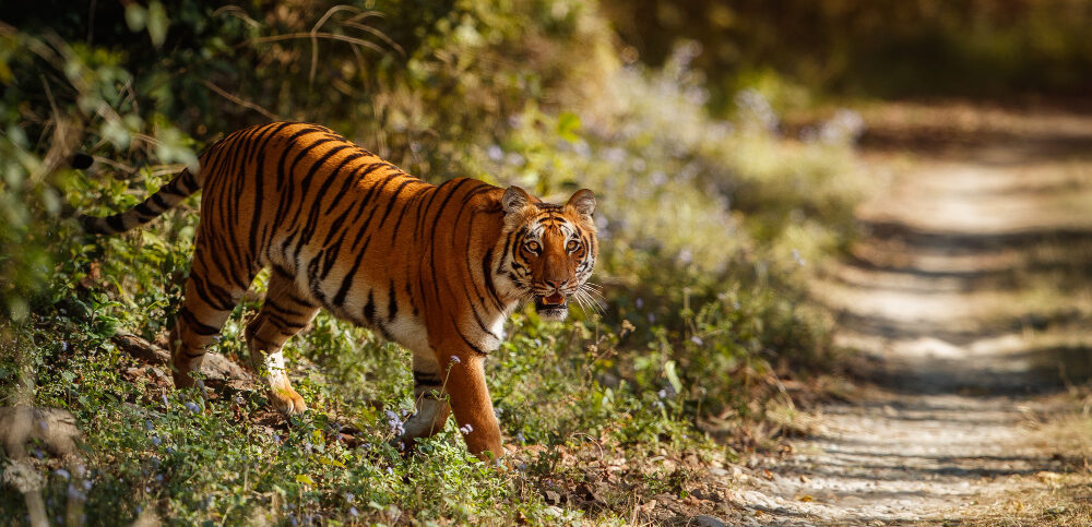 Leopard Hill Resort, Bandipur Joins the Stayflexi Family for Seamless Hospitality Leopard Hill Resort, Bandipur Joins the Stayflexi Family for Seamless Hospitality