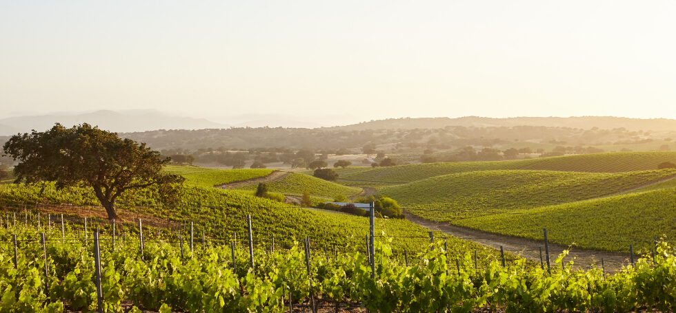 OREA Selection Welcomes Lacina Winery Residence to Its Curated Portfolio OREA Selection Welcomes Lacina Winery Residence to Its Curated Portfolio